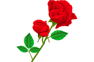 HD Rose Flower PNG