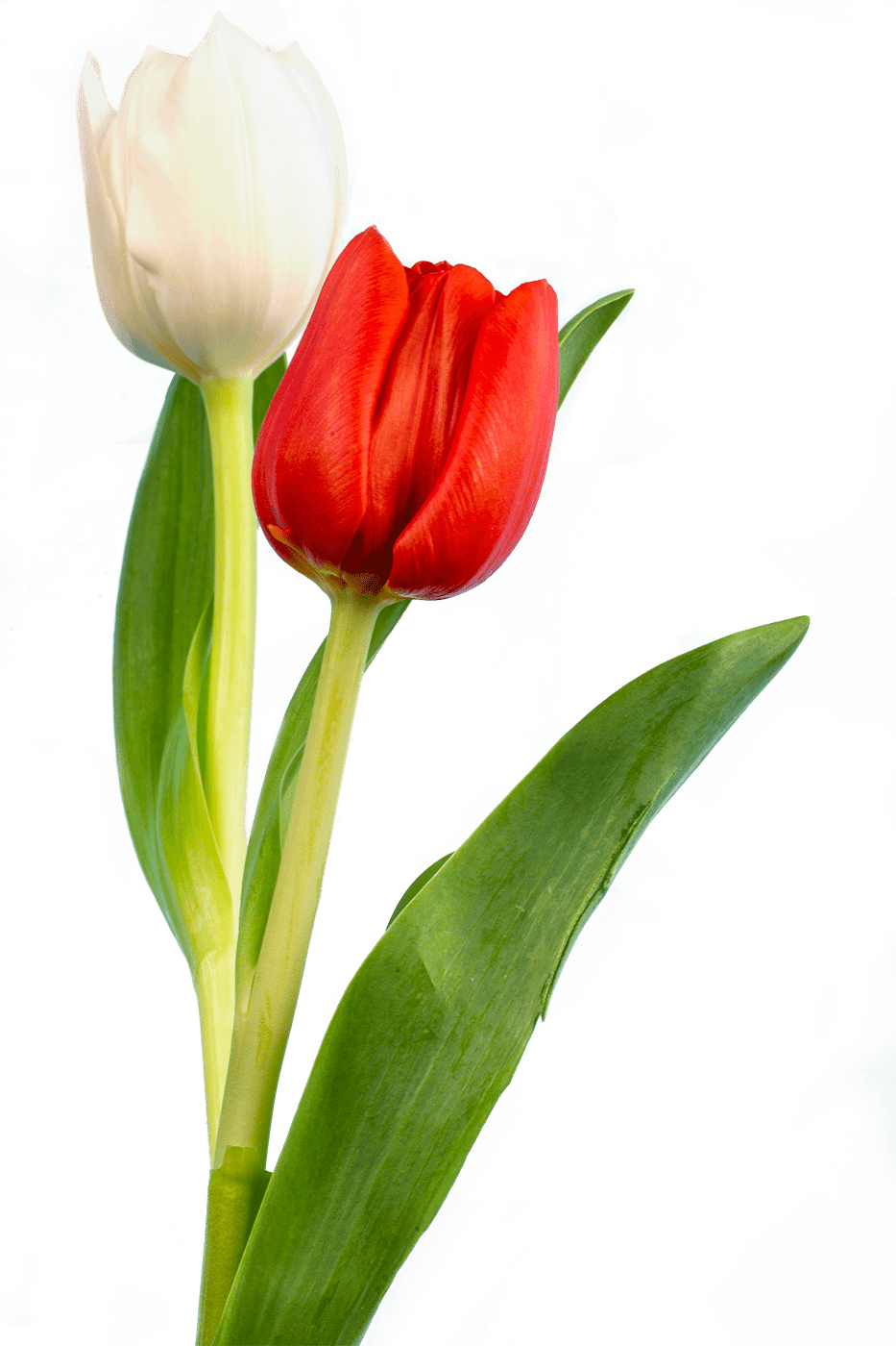 Red White Tulip Flower PNG - White Tulip Flower PNG - Red Tulip Flower