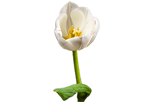 white tulip png