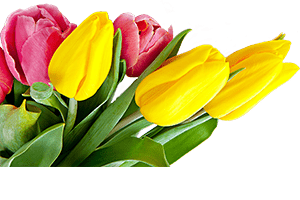 Tulip Flower Bunch PNG
