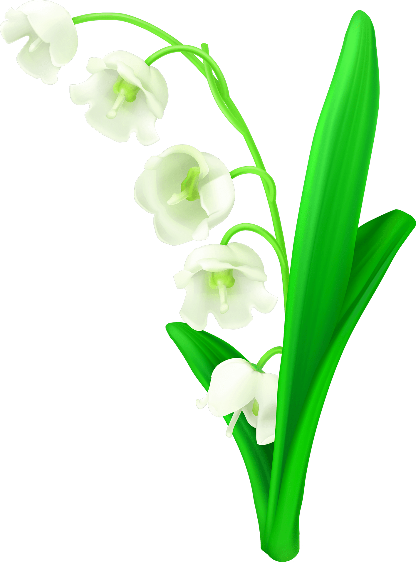 Lily Flower PNG Image - Lilium Candidum - Catesbaei - Longiflorum PNG