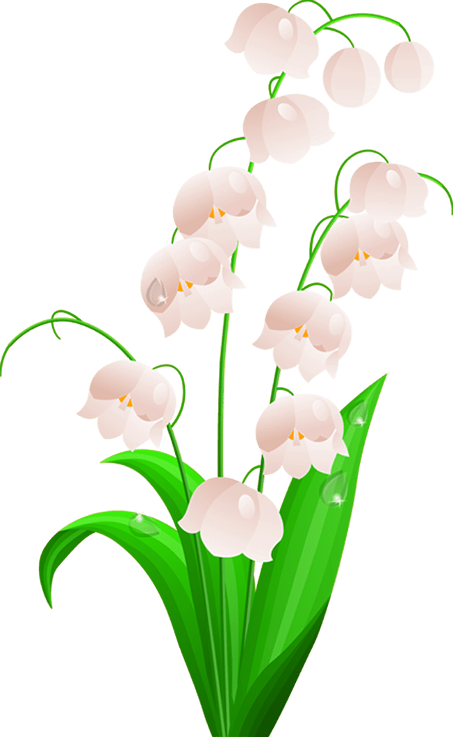 Lily Flower PNG Image - Lilium Candidum - Catesbaei - Longiflorum PNG