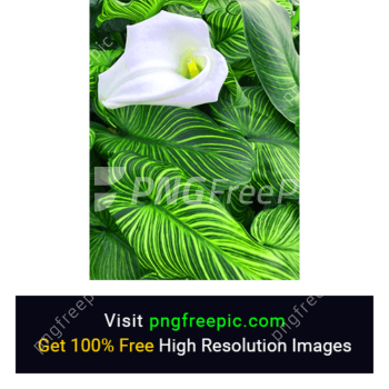 Lily Flower PNG Image