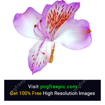 Lily Flower PNG Image