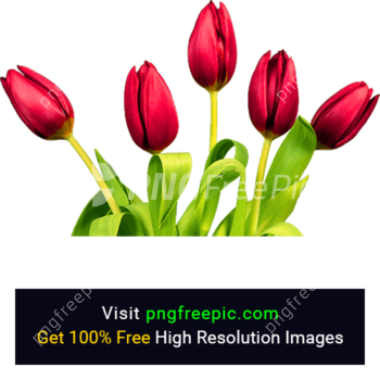 red tulip flower png