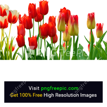 Red Tulip Flowers PNG
