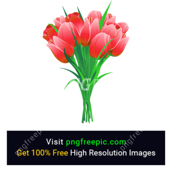 Tulip Flowers PNG Image