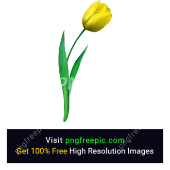 Yellow Tulip Flower PNG