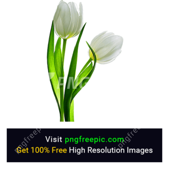 White Tulip Flower PNG