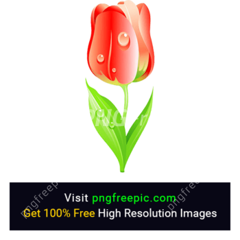Tulip Flower HD PNG