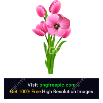 Pink Tulip Flower PNG
