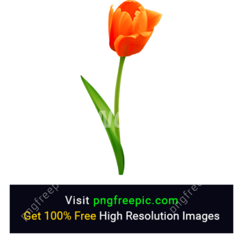 Orange Tulip Flower PNG