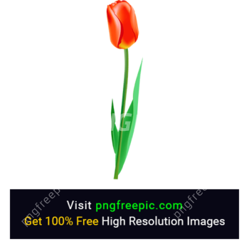 Orange Tulip Flower PNG