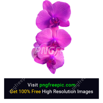 Orchid Flower PNG