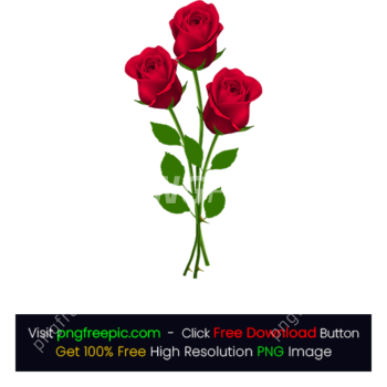 Red Roses Flower PNG