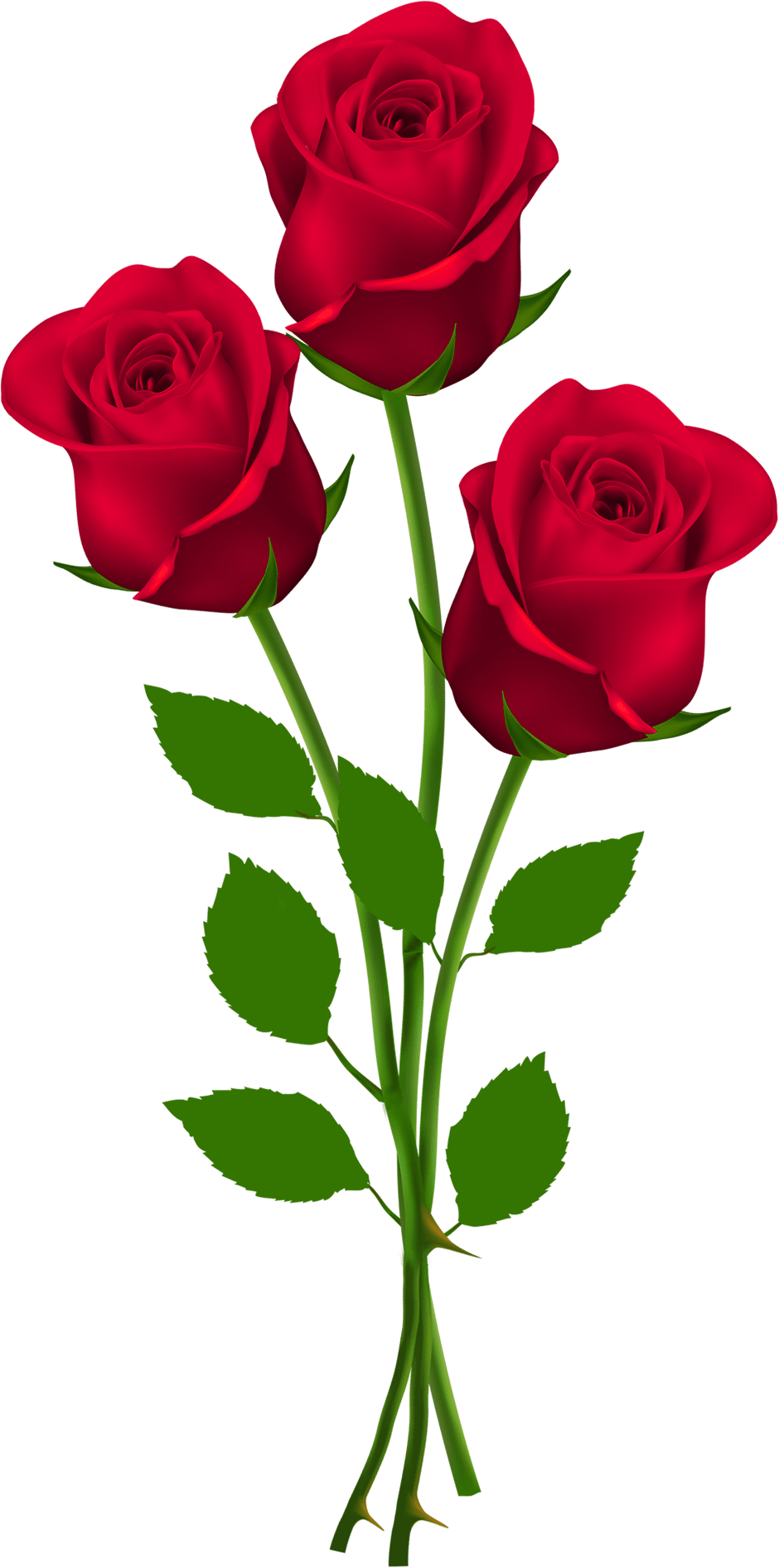 Red Roses Flower PNG - Red Rose Flower PNG Images - Free Download