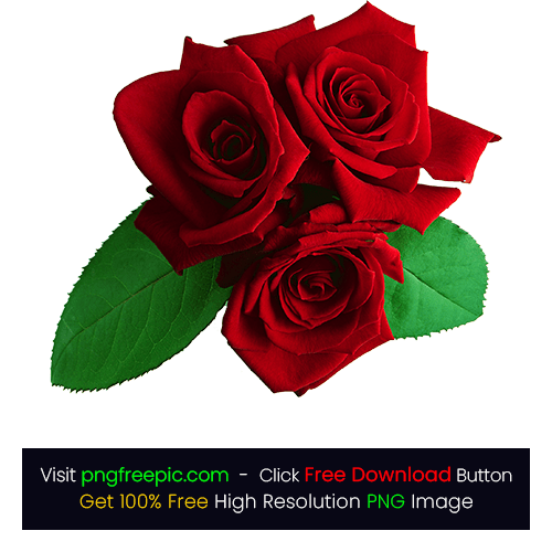 White And Red Rose Flowers Images Png Best Flower Site