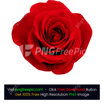 HD Rose Flower PNG