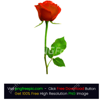 HD Bright Red Rose PNG