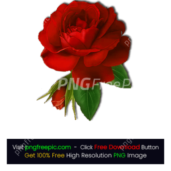 Rose Flower PNG Transparent BG