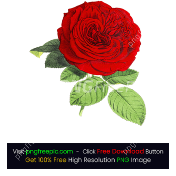 Red Rose PNG Transparent BG