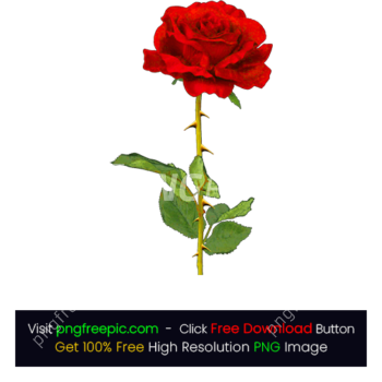 HD Red Color Rose PNG