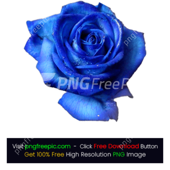 HD Blue Color Rose PNG