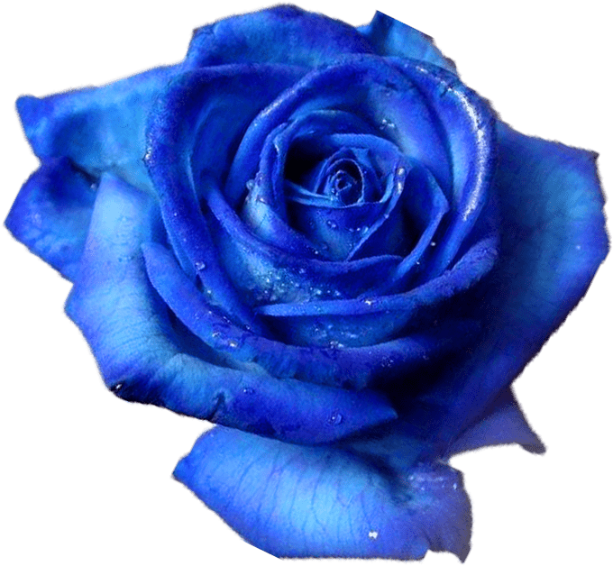 HD Blue Color Rose PNG - Rose Flower PNG Images - Free Download