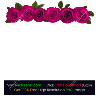 Colored Roses Flower PNG