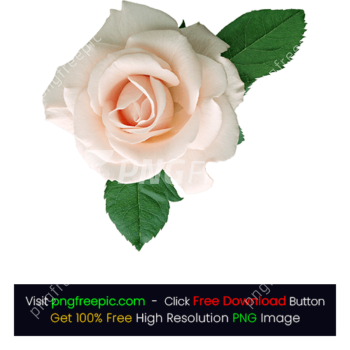 White Rose Flower PNG