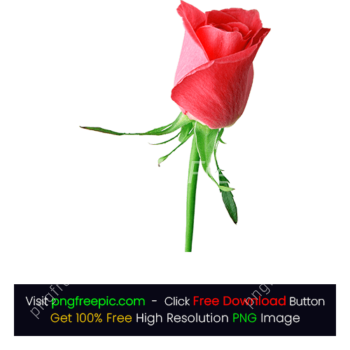 HD Bright Pink Rose PNG
