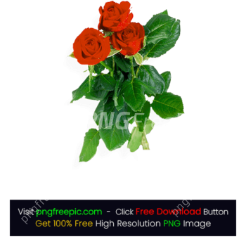 Three Rose With Leaf PNG
