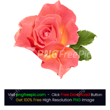 Pink Flower HD PNG