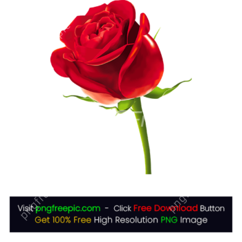 illustration Red Rose PNG