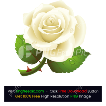 White Rose illustration PNG