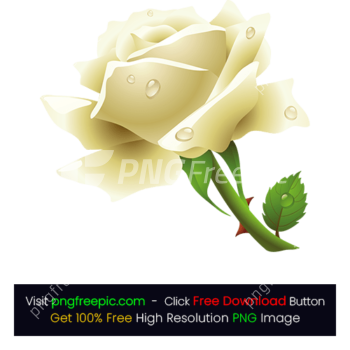 Rose White HD Color PNG