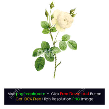 HD White Flower Rose PNG