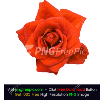 Colored Rose Flower PNG