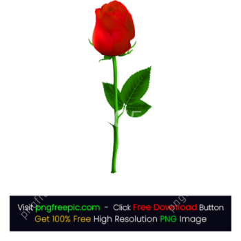 Three Red Rose Flower PNG