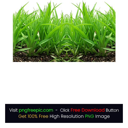 Grass PNG Picsart Clipart