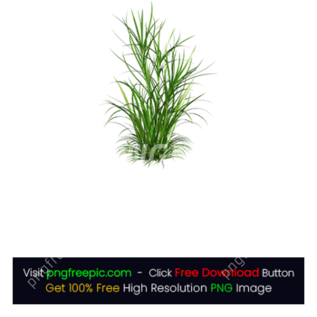 Green Grass Weed PNG