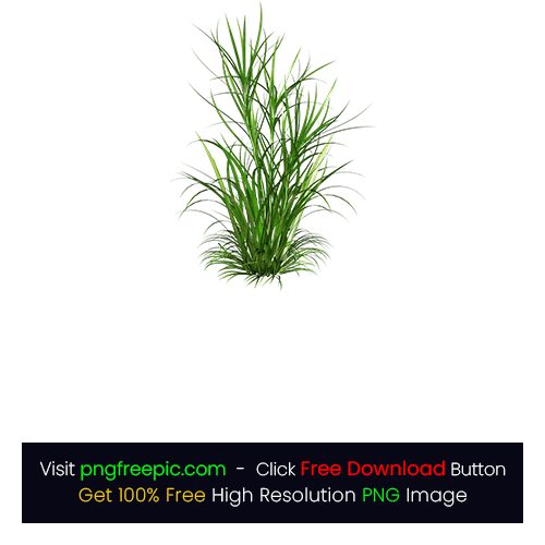 Green Grass Weed PNG