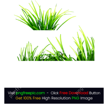 illustration Green Grass PNG