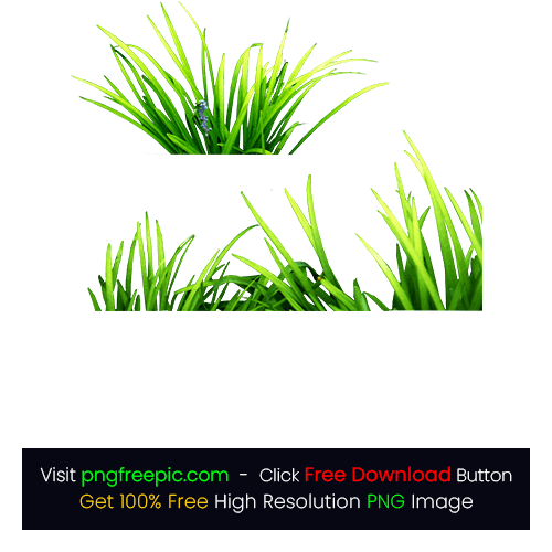illustration Green Grass PNG