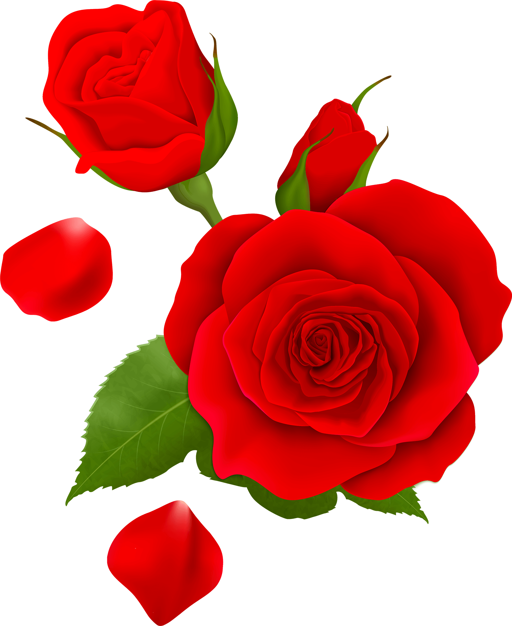 Rose Flower Rose Day PNG - Rose Image Download Free