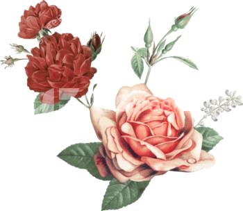 Pink Rose Rose Day PNG - Rose Image Download Free